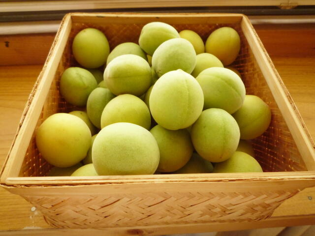 青梅・いちじく・柿など