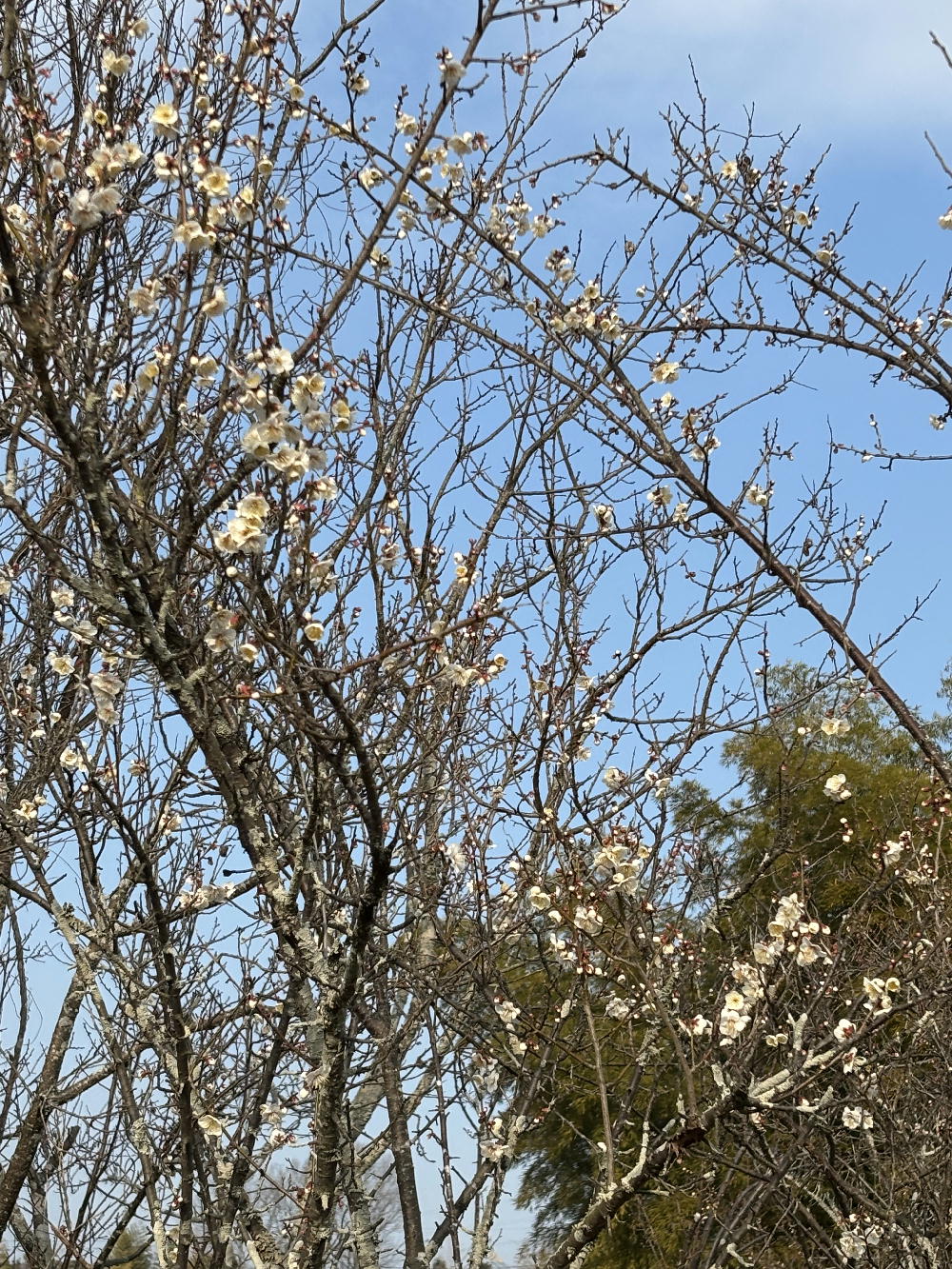 2026年開花情報1/31_その2