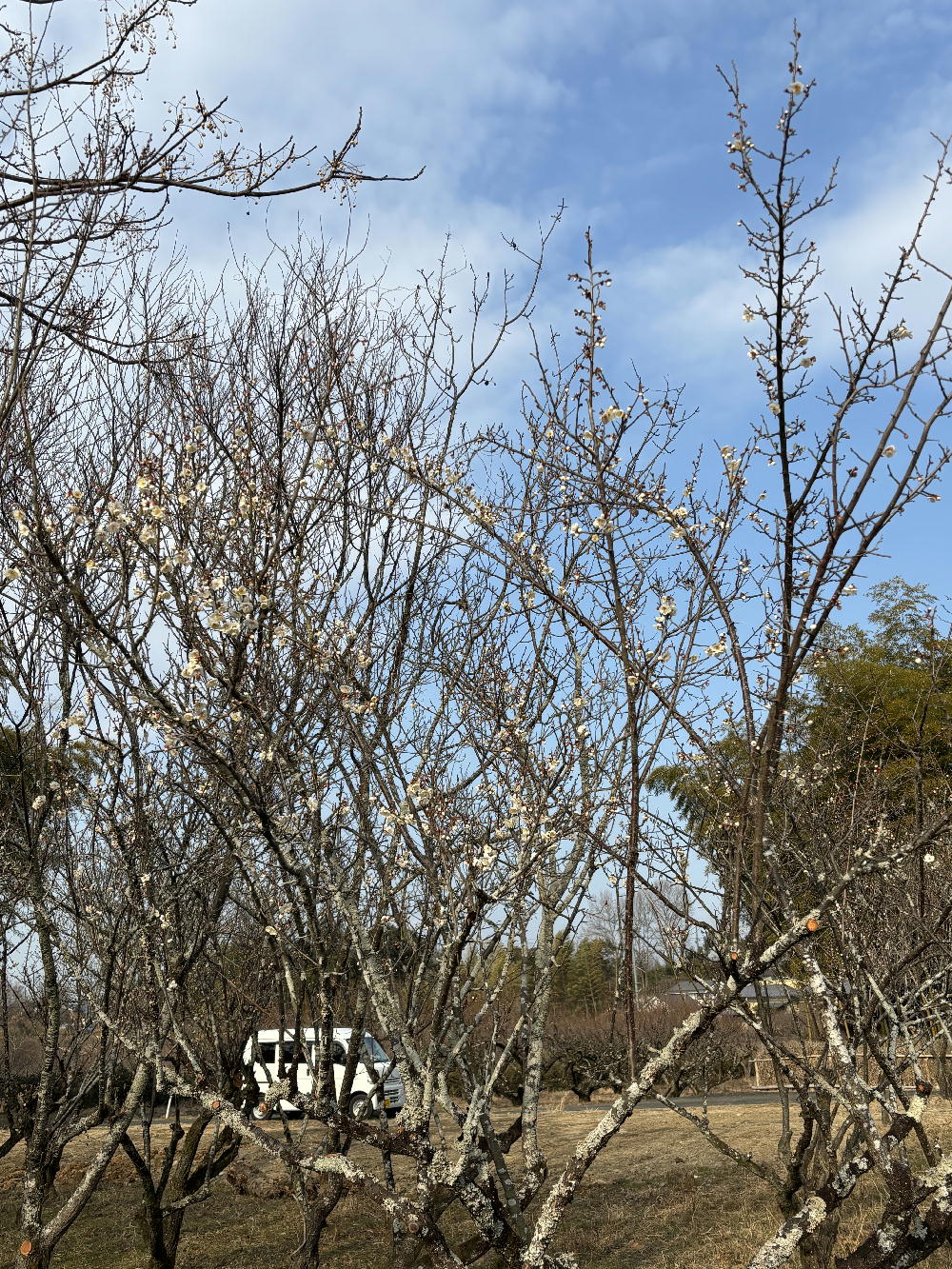 2026年開花情報1/31