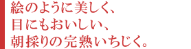 城陽産いちじく