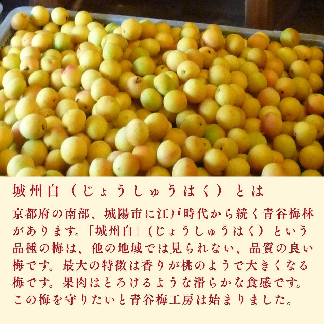 城州白の説明