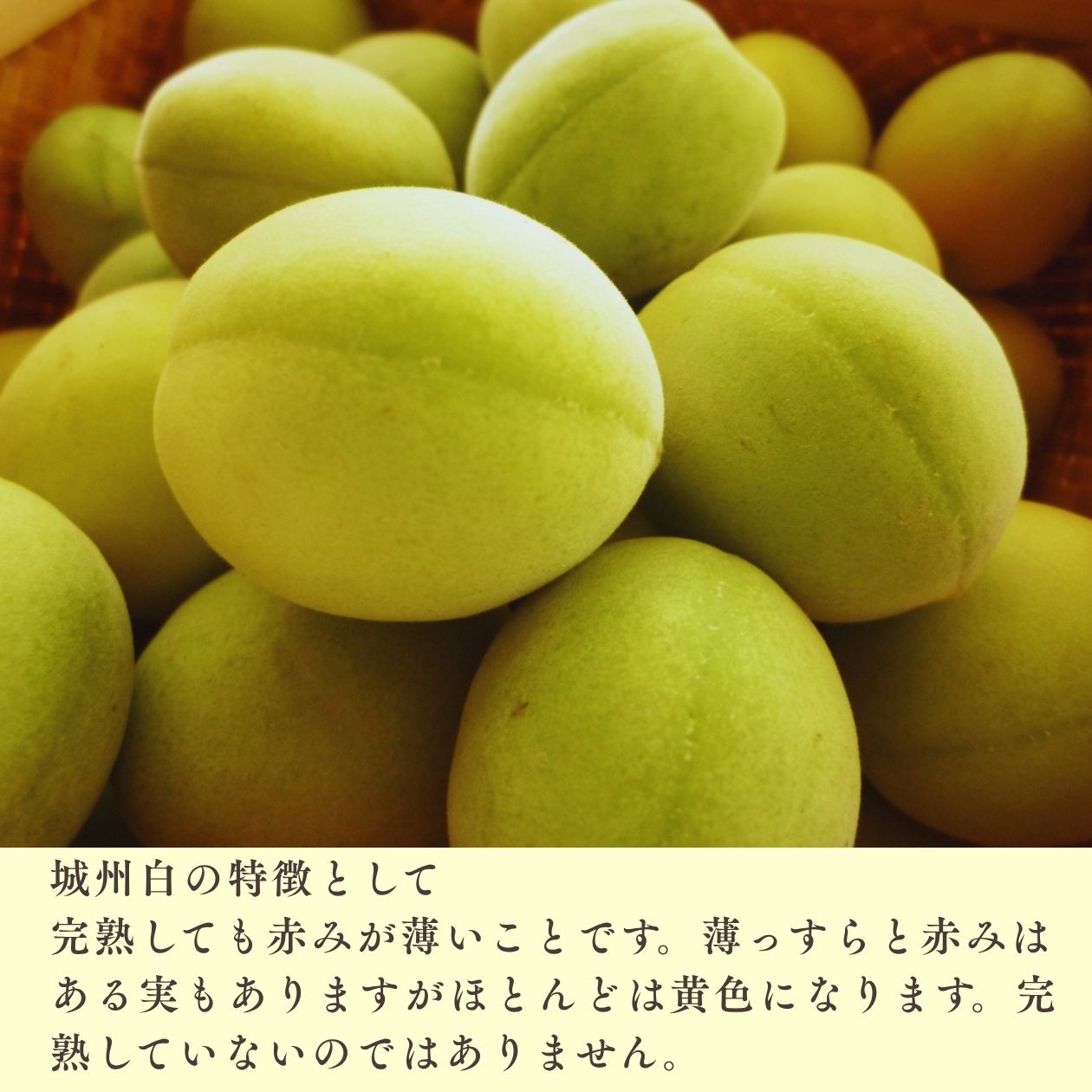 城州白の説明