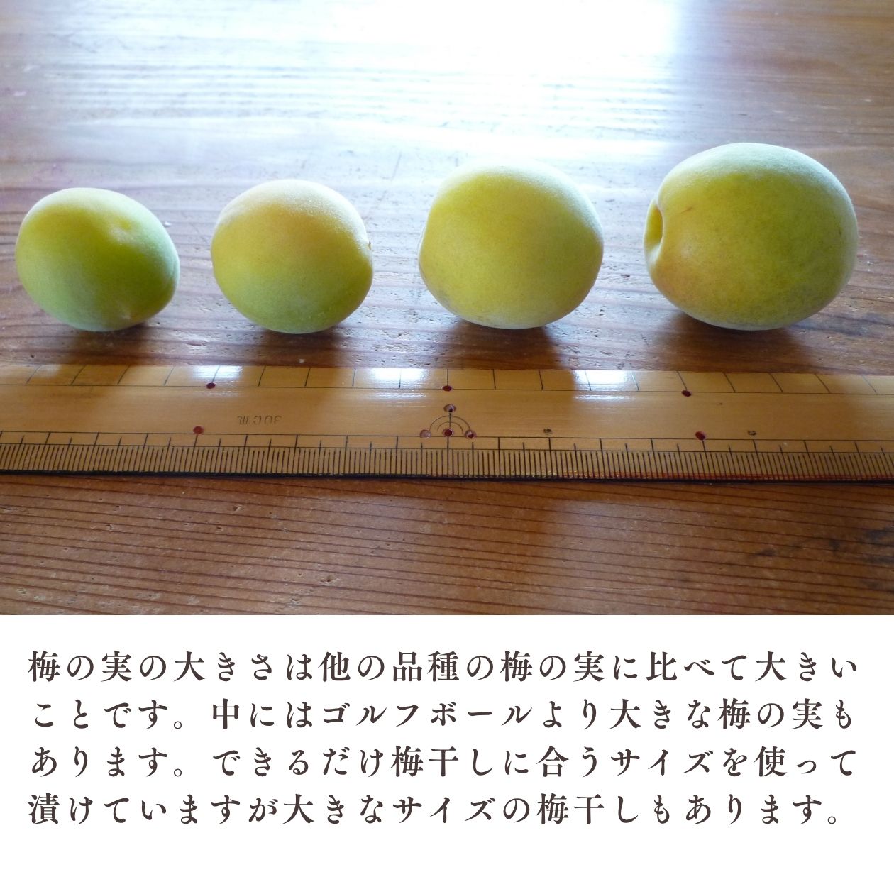 城州白の説明
