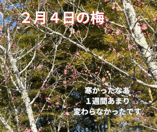 2026年２月４日開花情報1