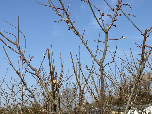 2026年梅まつり開花0214a