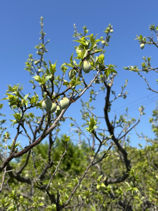 青谷梅林の様子