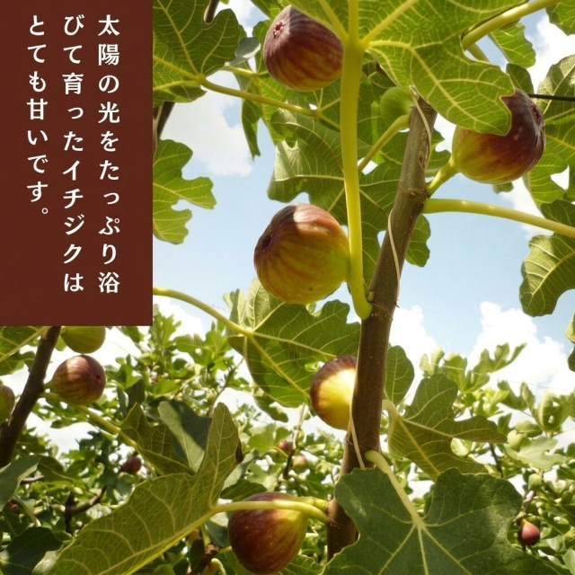 城陽産いちじく