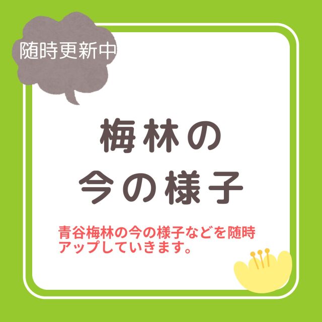 梅林の今の様子